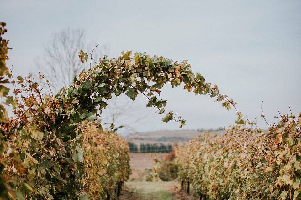 Elopement in the vineyard