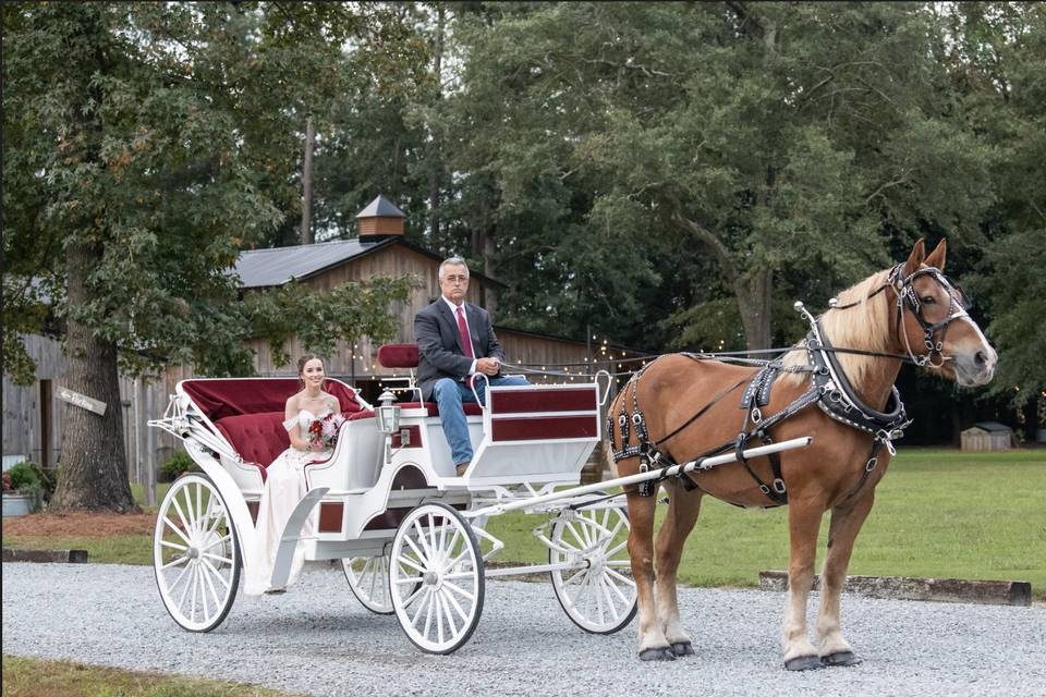 Vintage horse and carriage for weddings