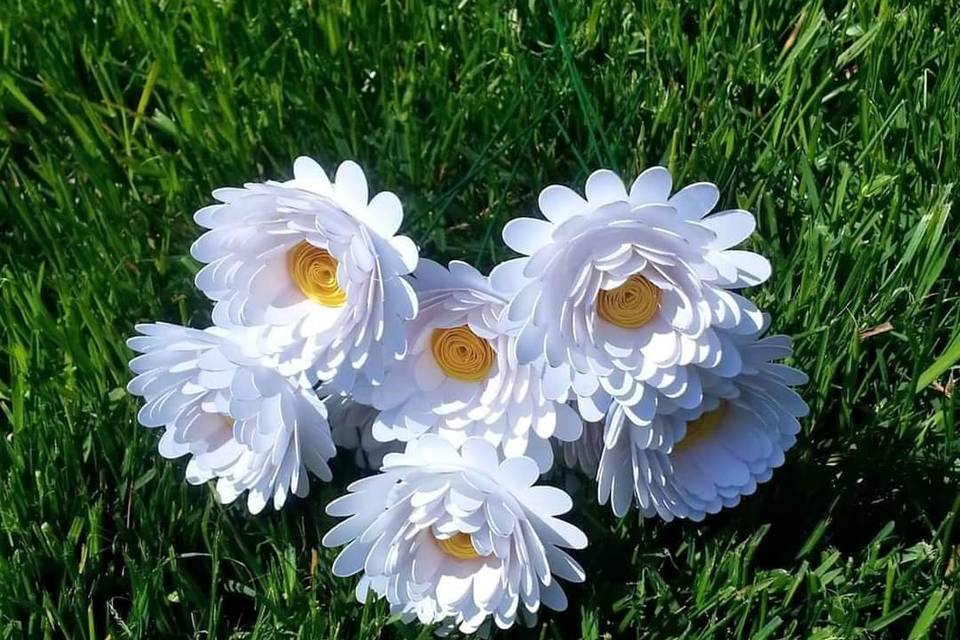 White paper gerber daisies