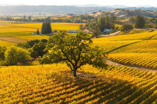 Fall at Robert Young