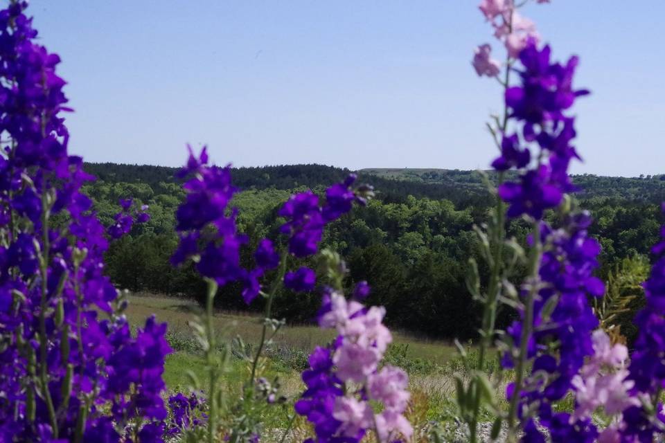 Views over the Flint Hills