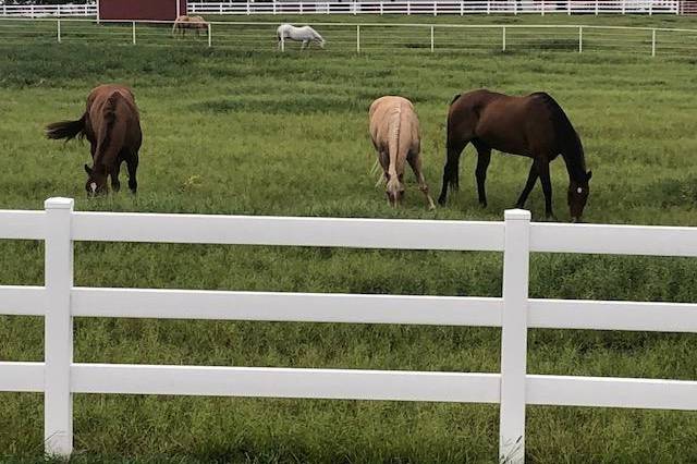 Idyllic ranch setting