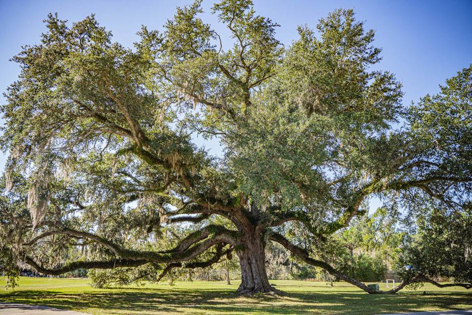 The Oak behind lodge