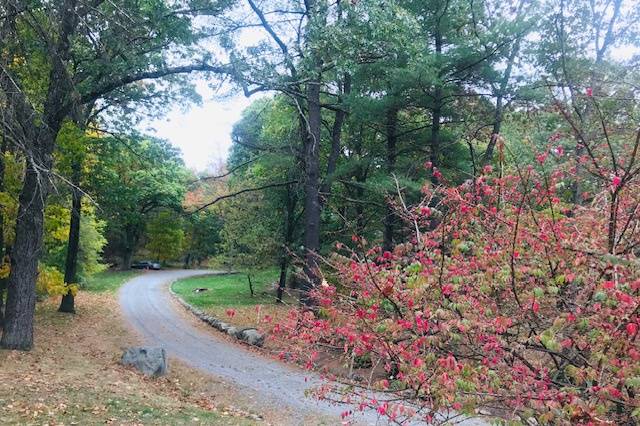 Fall view