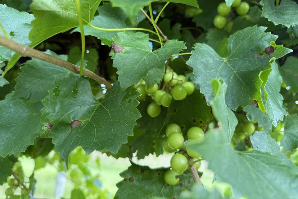 Muscadines