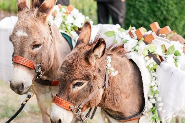 Beverage Burros