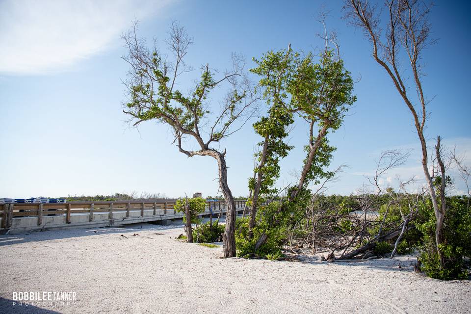 South beach trees