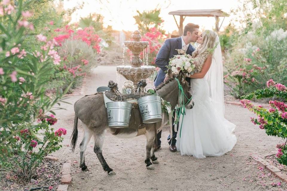 Newlyweds kissing beside the donkey