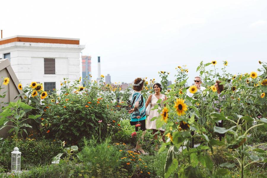 Sunflower farm