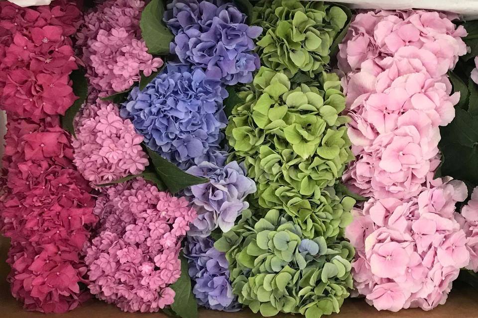 Springfield Wholesale Flowers