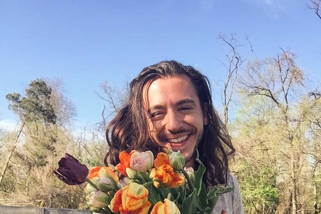 Tulip harvests