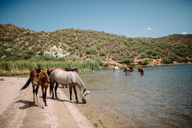 Horse