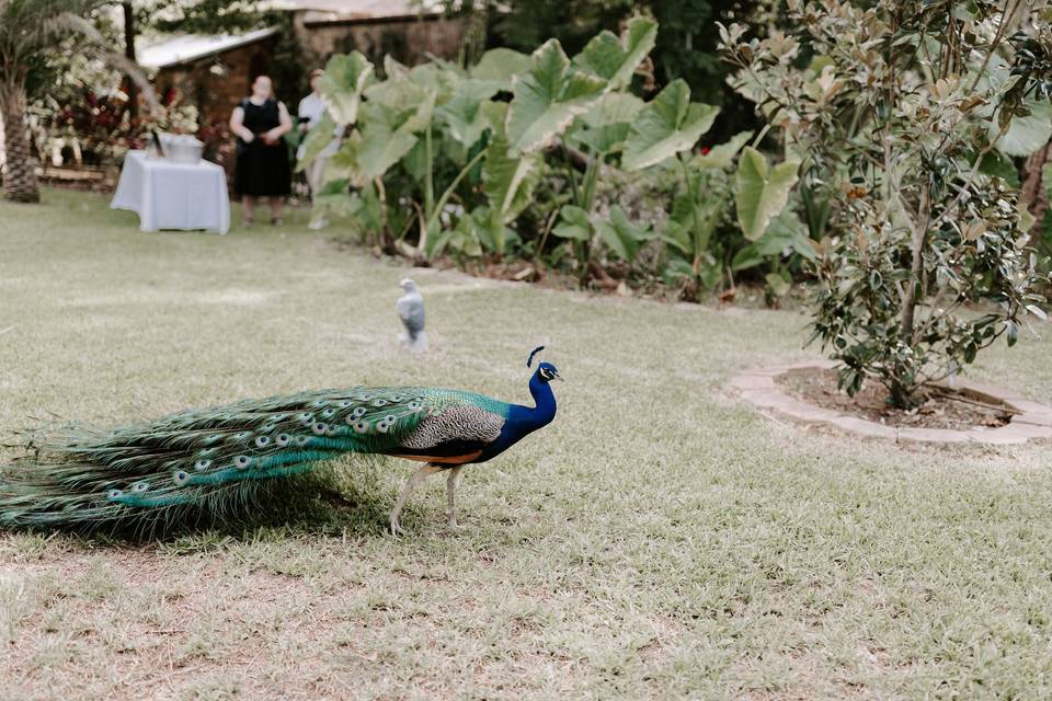 Peacock Garden - Cocktail hour