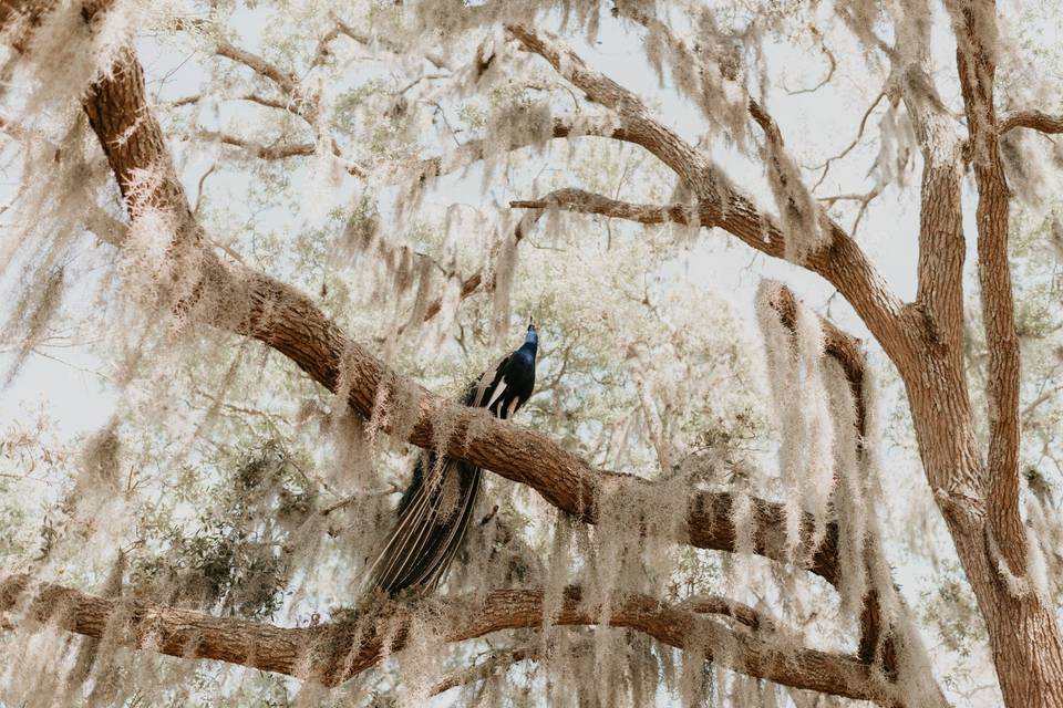 Peacock and Spanish Moss