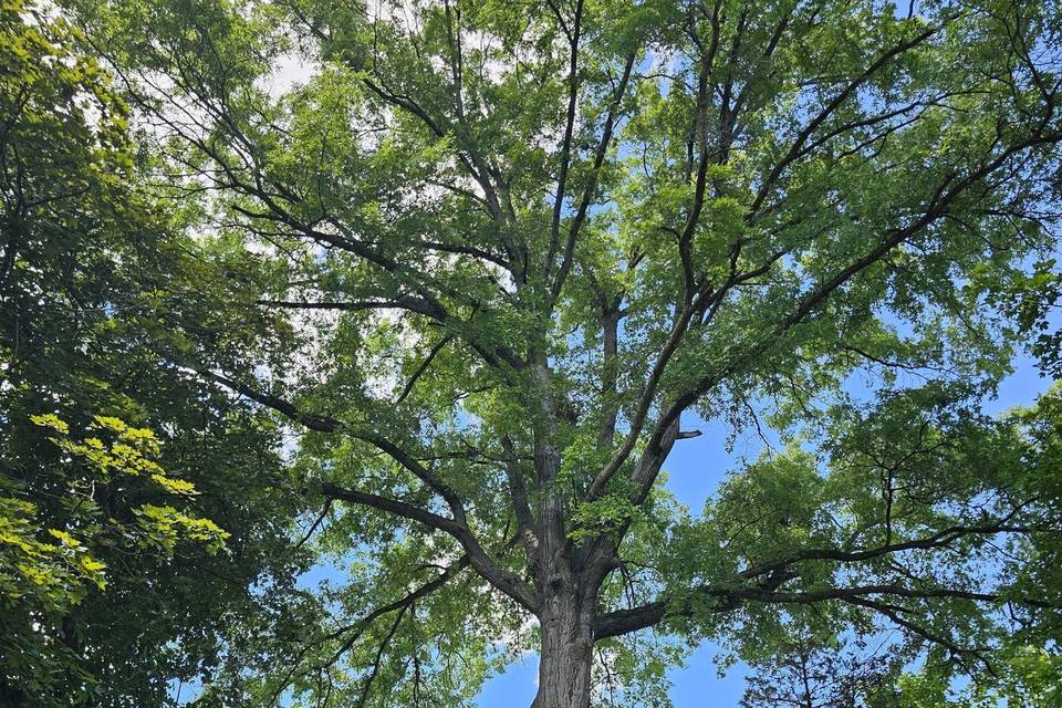 Our Favorite Oak Tree!