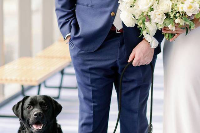 Dogs included