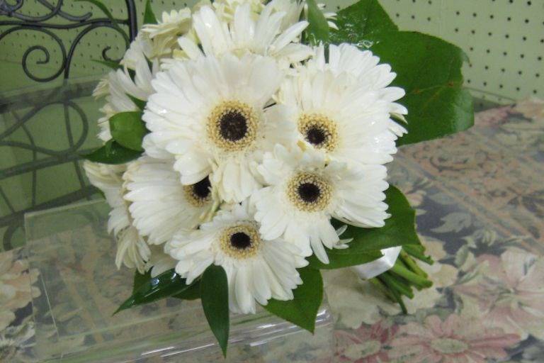 Gerbera Daisy