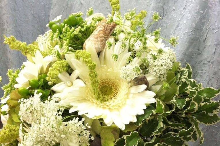 Gerbera Daisy