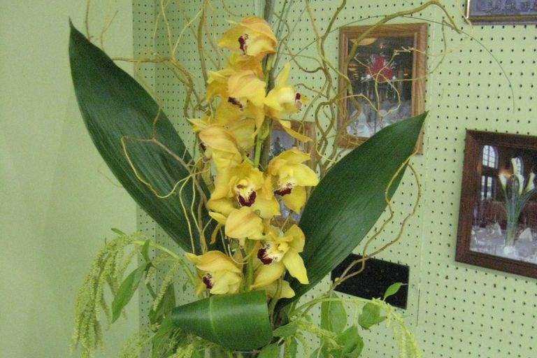 Cymbidium
