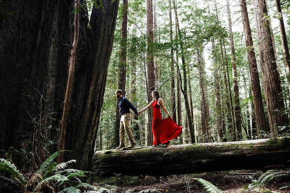 Redwood Forest Engagement Cali
