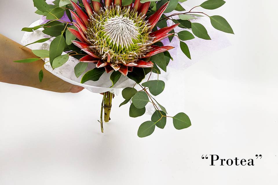 Single king protea