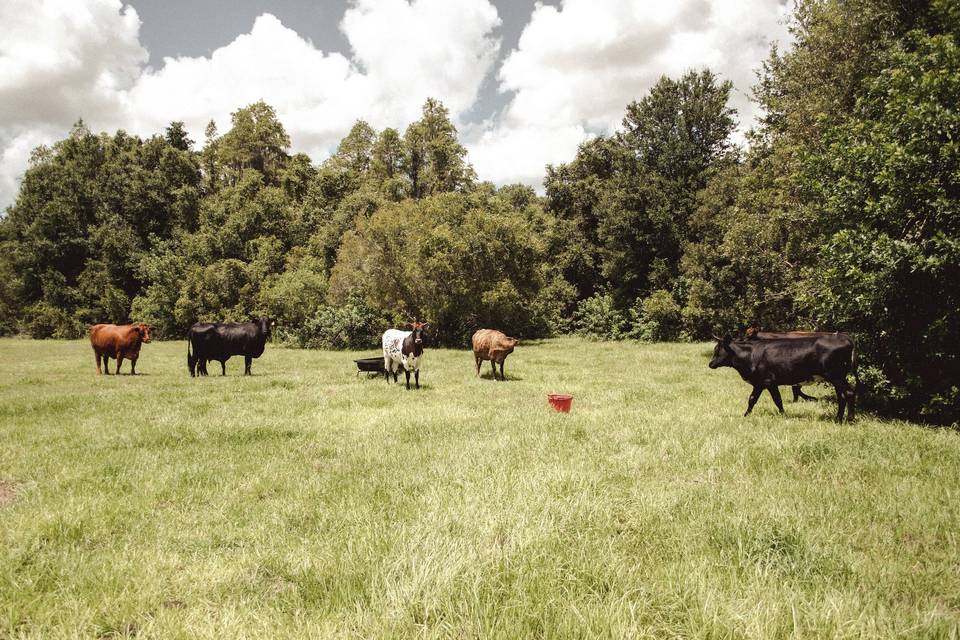 Pasture Cattle