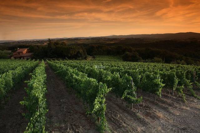 Vineyards