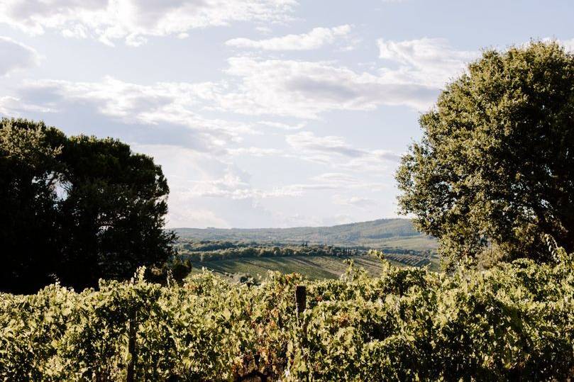 Our wines