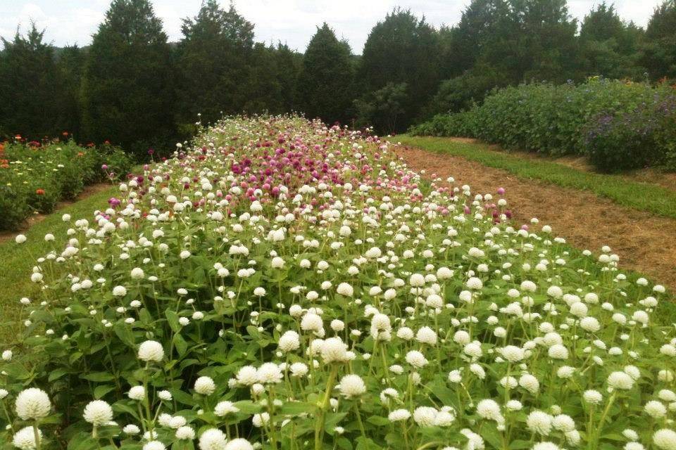 Gomphrena in the field