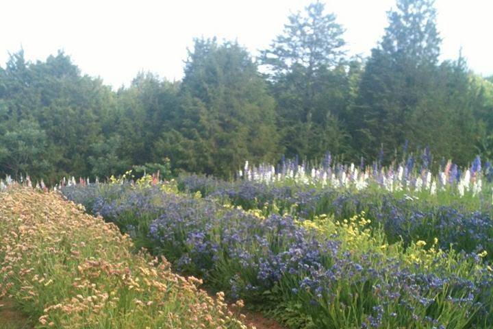 Sevier Blumen