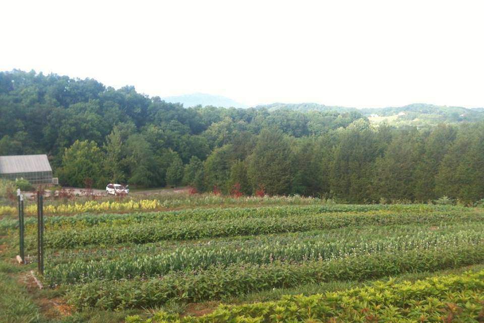 Rows of Flowers