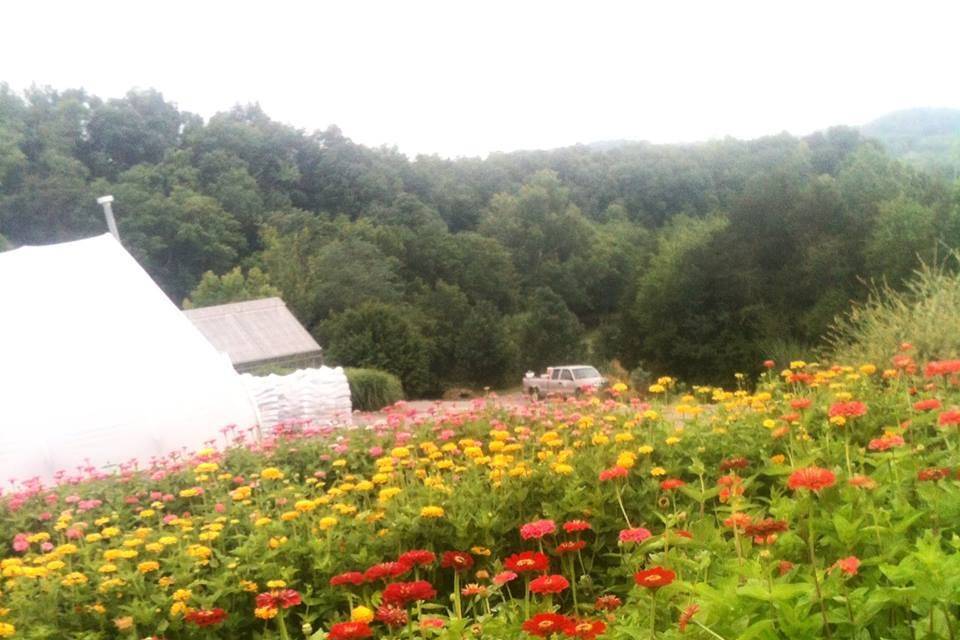 Zinnias and celosia