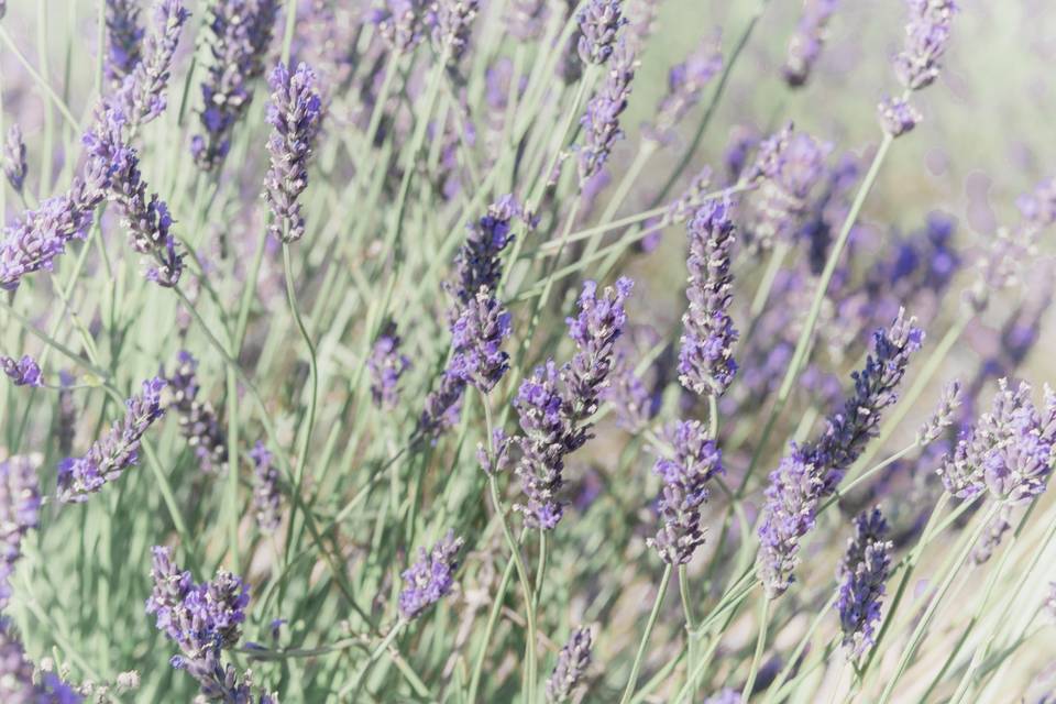 Lavander Fields