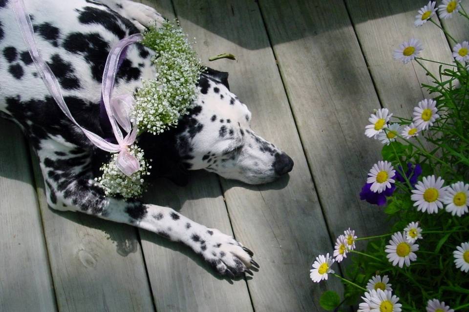 Dog with florwers