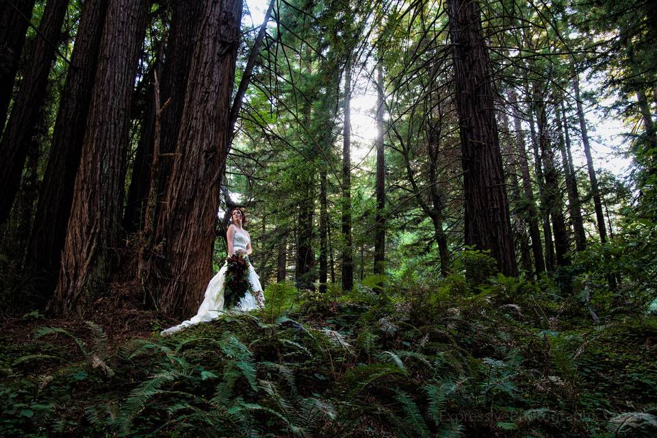 Redwood Wedding