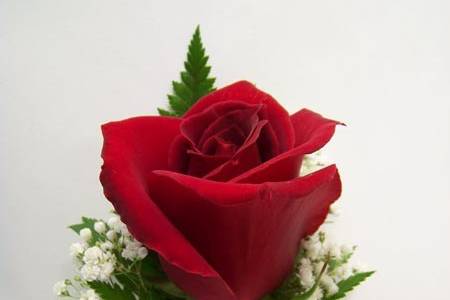 Red rose of love