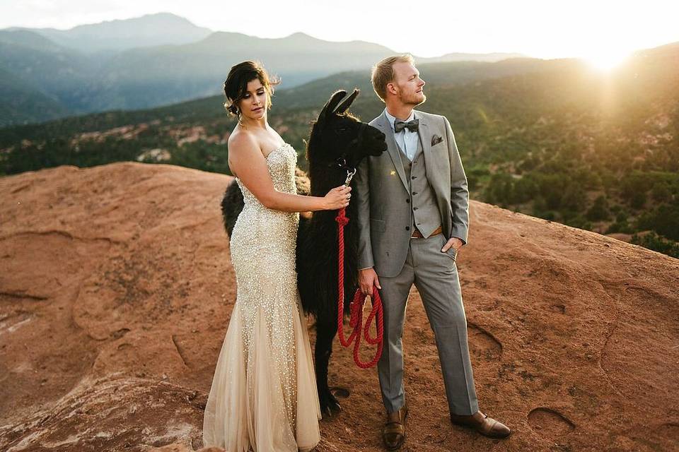 Wedding portraits with eloping llamas