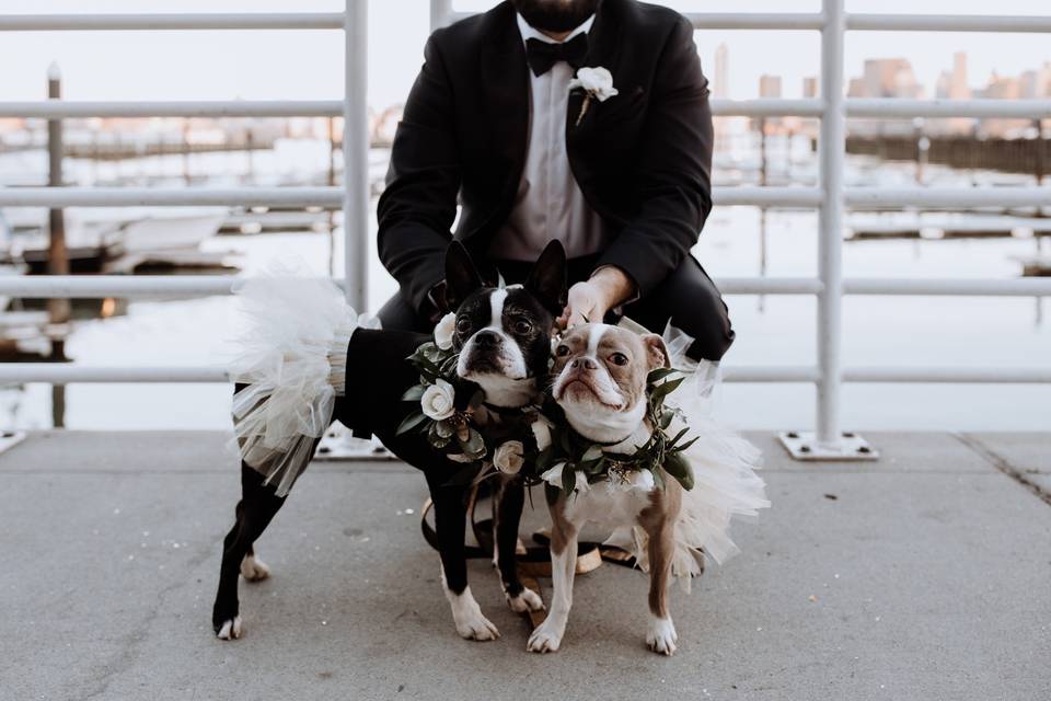 Wedding dogs