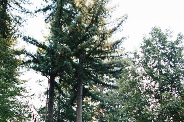 Ceremony in the Redwoods