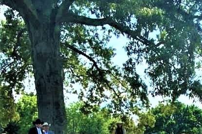 Wedding Under Wedding Tree