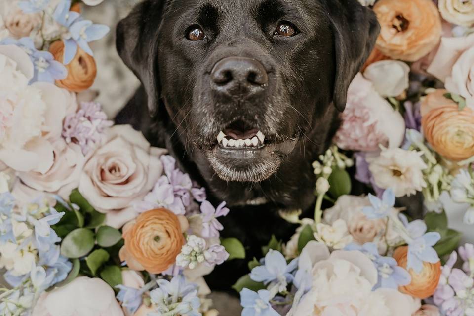 Dog of honor!