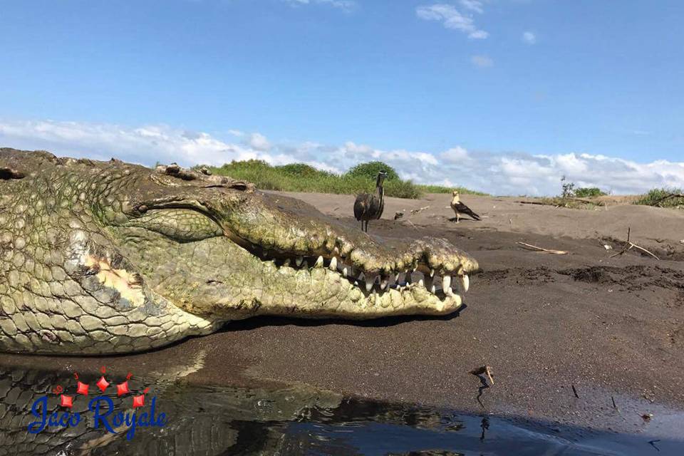 Costa Rica Crocodile Tour