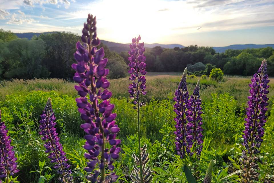 Perennial Garden