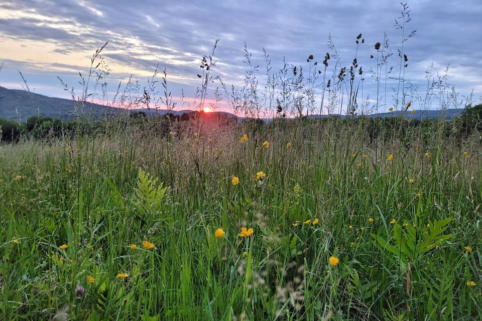 Wild Flowers