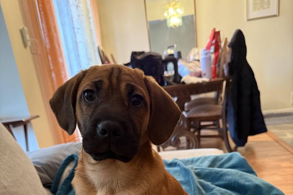 My new pup “Mush”