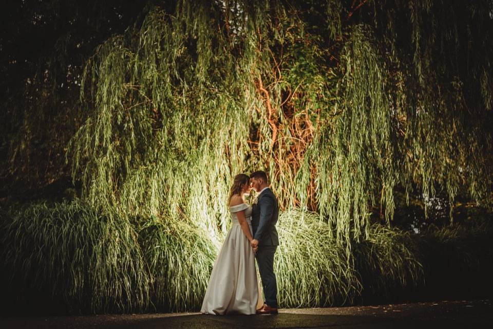 Willow tree