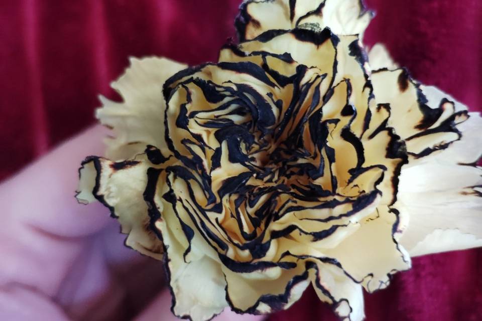Burnt edge flowers
