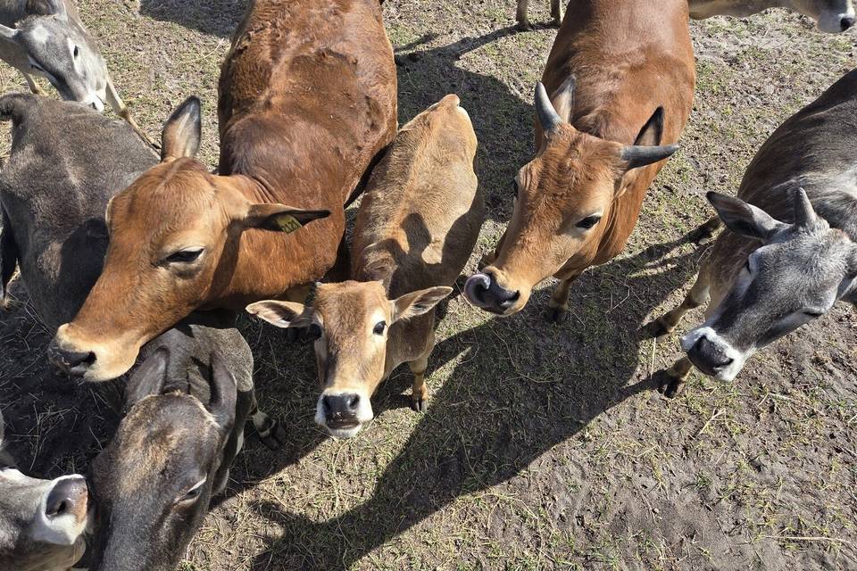 Rayl Ranch