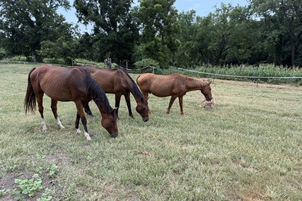 Ride in/out on horseback