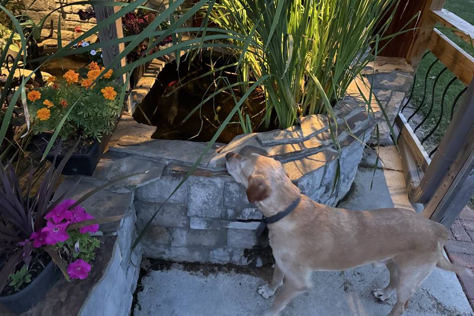 Koi pond